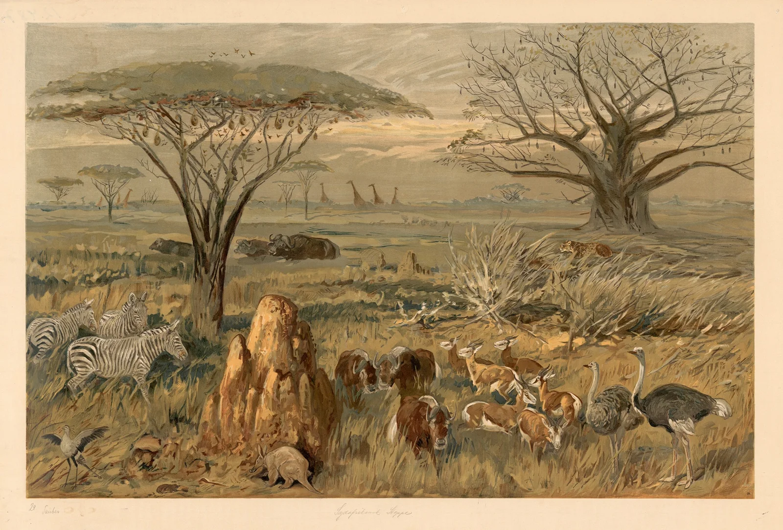 South African steppe av August Specht