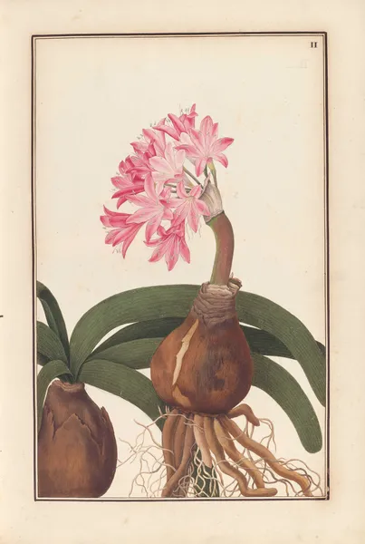 Stirpium imagines LXXV Pl.02 av Baldassare Cattrani