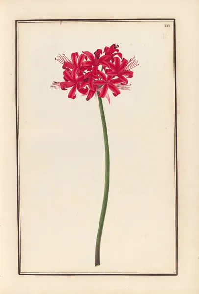 Stirpium imagines LXXV Pl.03 av Baldassare Cattrani