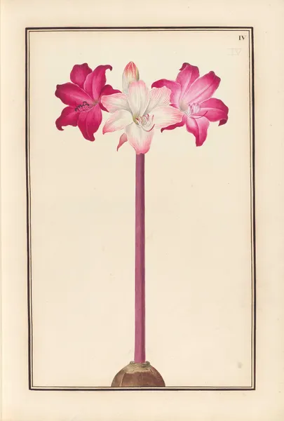 Stirpium imagines LXXV Pl.04 av Baldassare Cattrani