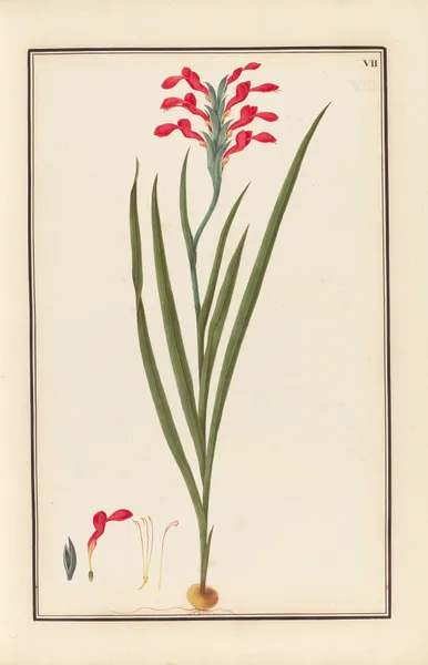 Stirpium imagines LXXV Pl.07 av Baldassare Cattrani
