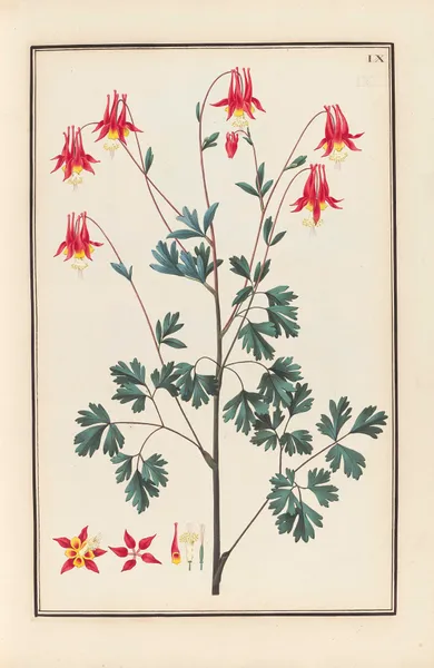 Stirpium imagines LXXV Pl.09 av Baldassare Cattrani