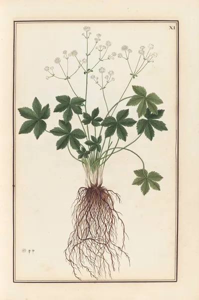 Stirpium imagines LXXV Pl.11 av Baldassare Cattrani