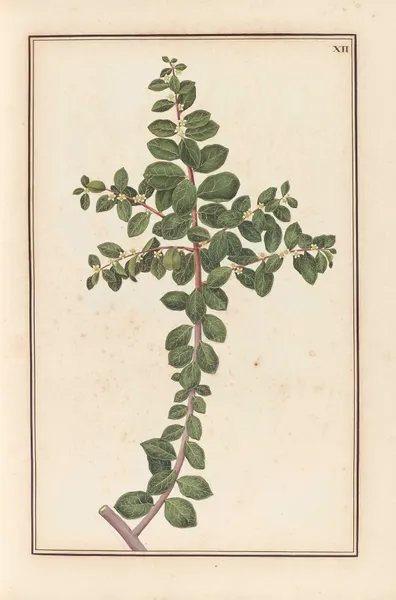 Stirpium imagines LXXV Pl.12 av Baldassare Cattrani