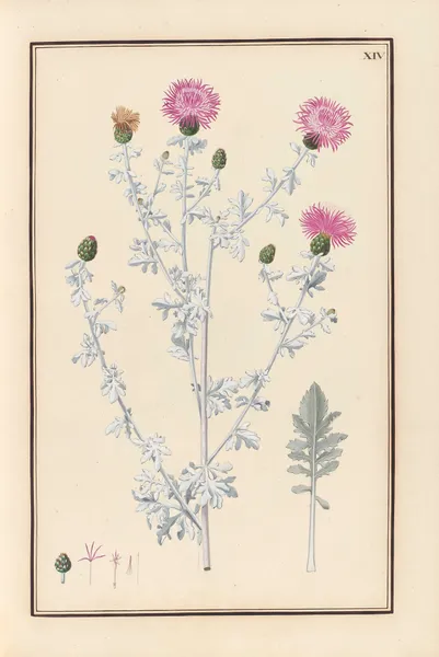Stirpium imagines LXXV Pl.14 av Baldassare Cattrani