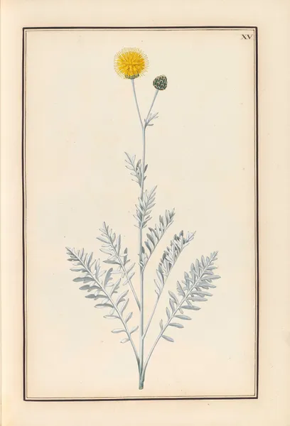 Stirpium imagines LXXV Pl.15 av Baldassare Cattrani