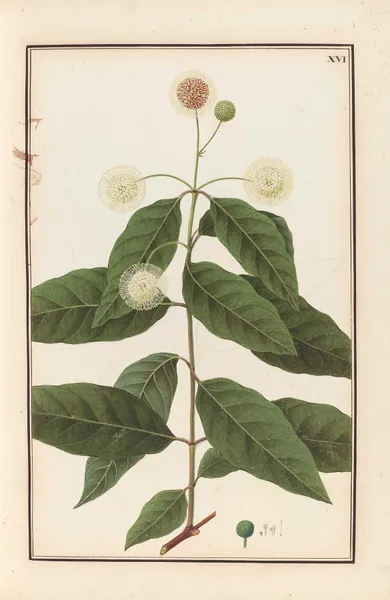 Stirpium imagines LXXV Pl.16 av Baldassare Cattrani