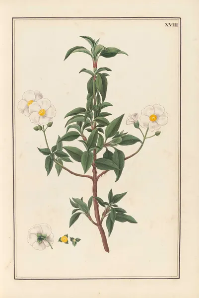 Stirpium imagines LXXV Pl.18 av Baldassare Cattrani