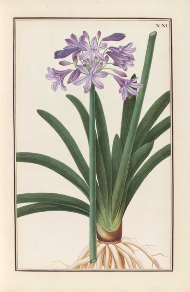 Stirpium imagines LXXV Pl.21 av Baldassare Cattrani