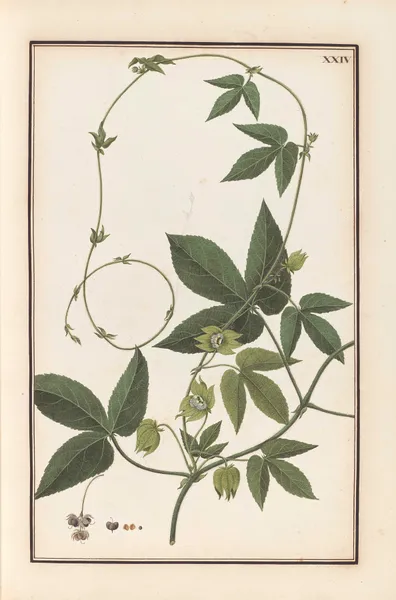 Stirpium imagines LXXV Pl.24 av Baldassare Cattrani