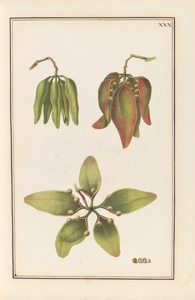 Stirpium imagines LXXV Pl.30 av Baldassare Cattrani