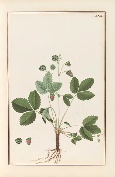 Stirpium imagines LXXV Pl.31 av Baldassare Cattrani