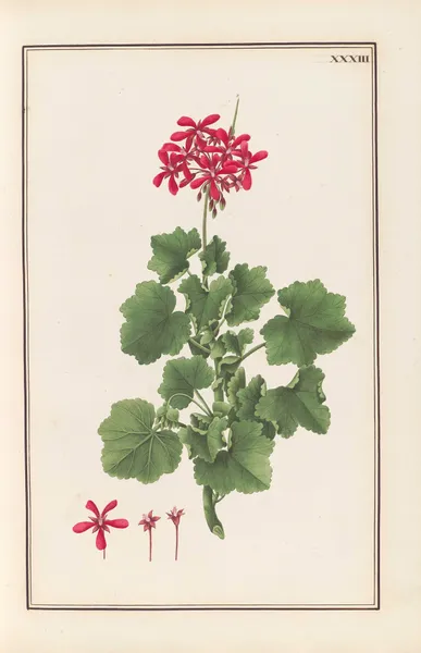 Stirpium imagines LXXV Pl.33 av Baldassare Cattrani