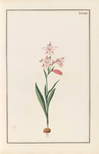 Stirpium imagines LXXV Pl.34 av Baldassare Cattrani