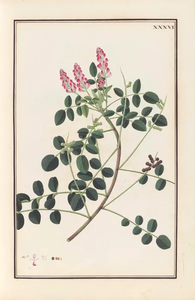 Stirpium imagines LXXV Pl.36 av Baldassare Cattrani