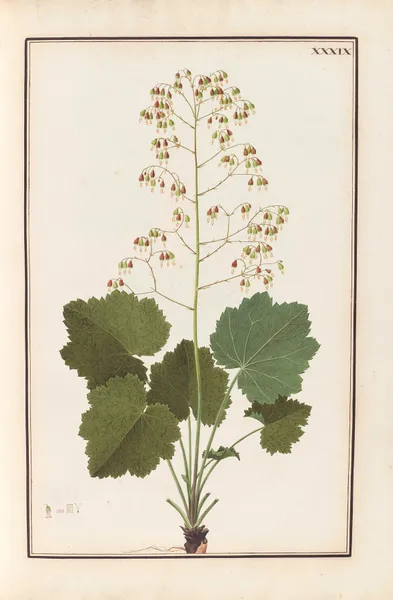 Stirpium imagines LXXV Pl.39 av Baldassare Cattrani