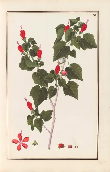Stirpium imagines LXXV Pl.40 av Baldassare Cattrani