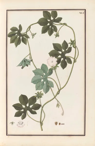 Stirpium imagines LXXV Pl.41 av Baldassare Cattrani