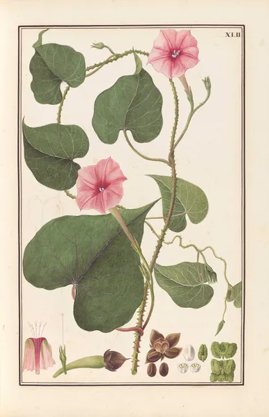 Stirpium imagines LXXV Pl.42 av Baldassare Cattrani