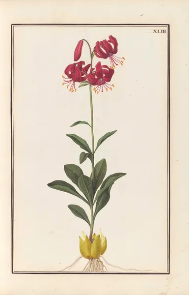 Stirpium imagines LXXV Pl.43 av Baldassare Cattrani