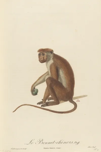 Le Bonnet Chinois av Jean-Baptiste Audebert