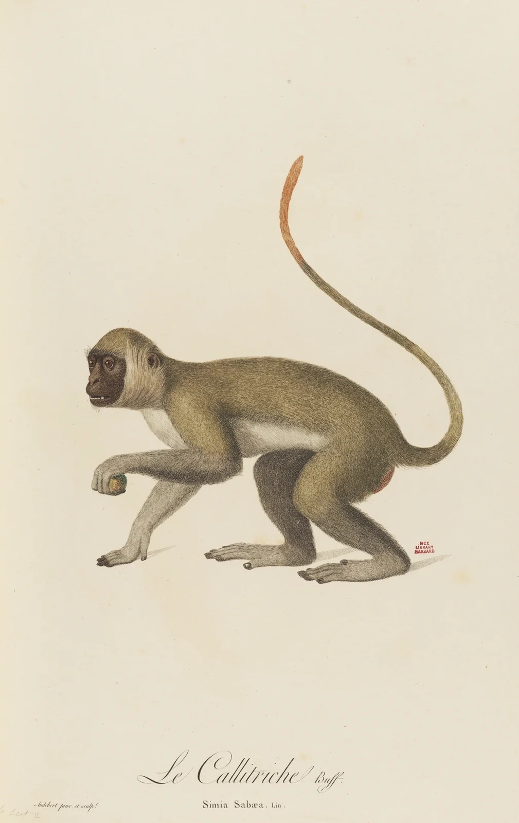 Le Callitriche av Jean-Baptiste Audebert