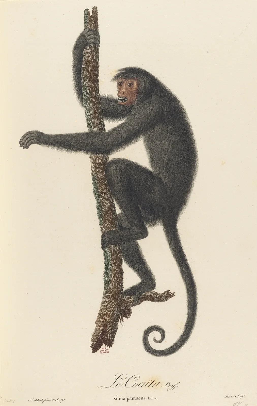Le Coaita av Jean-Baptiste Audebert