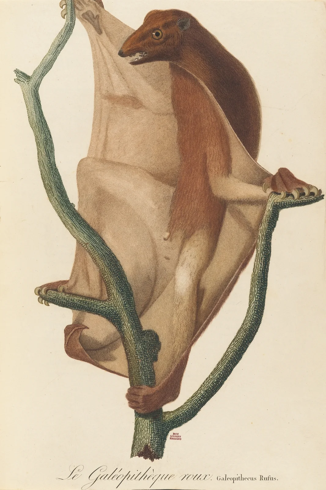 Le Galéopithèque roux av Jean-Baptiste Audebert