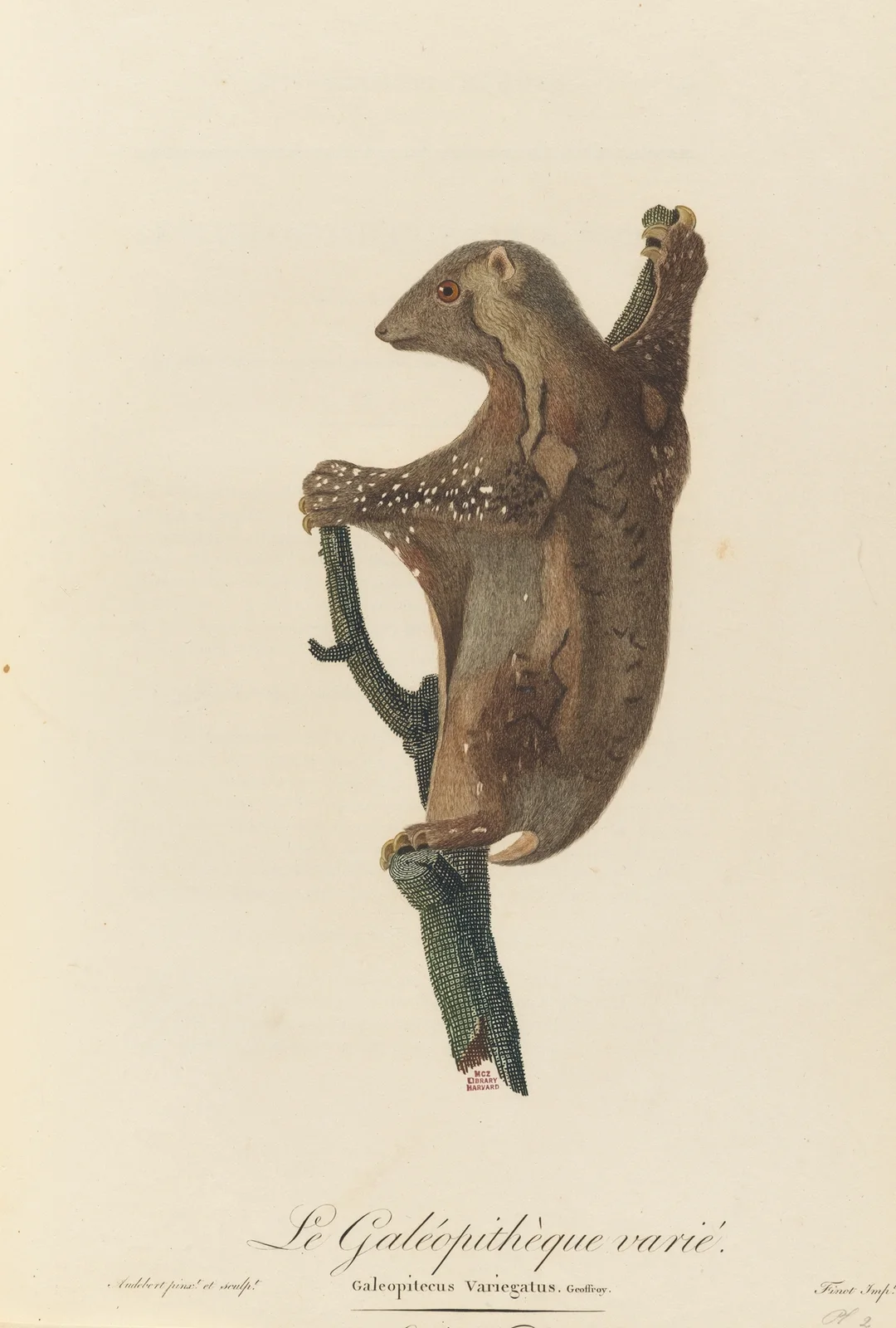 Le Galéopithèque varie av Jean-Baptiste Audebert