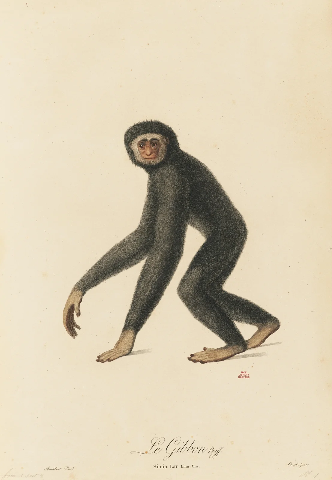 Le Gibbon av Jean-Baptiste Audebert