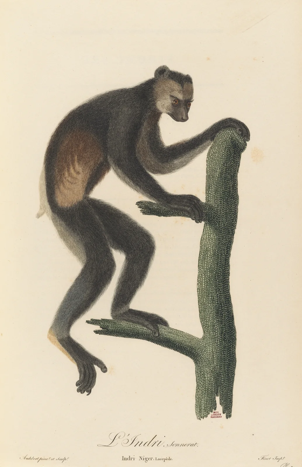 Le Indri av Jean-Baptiste Audebert