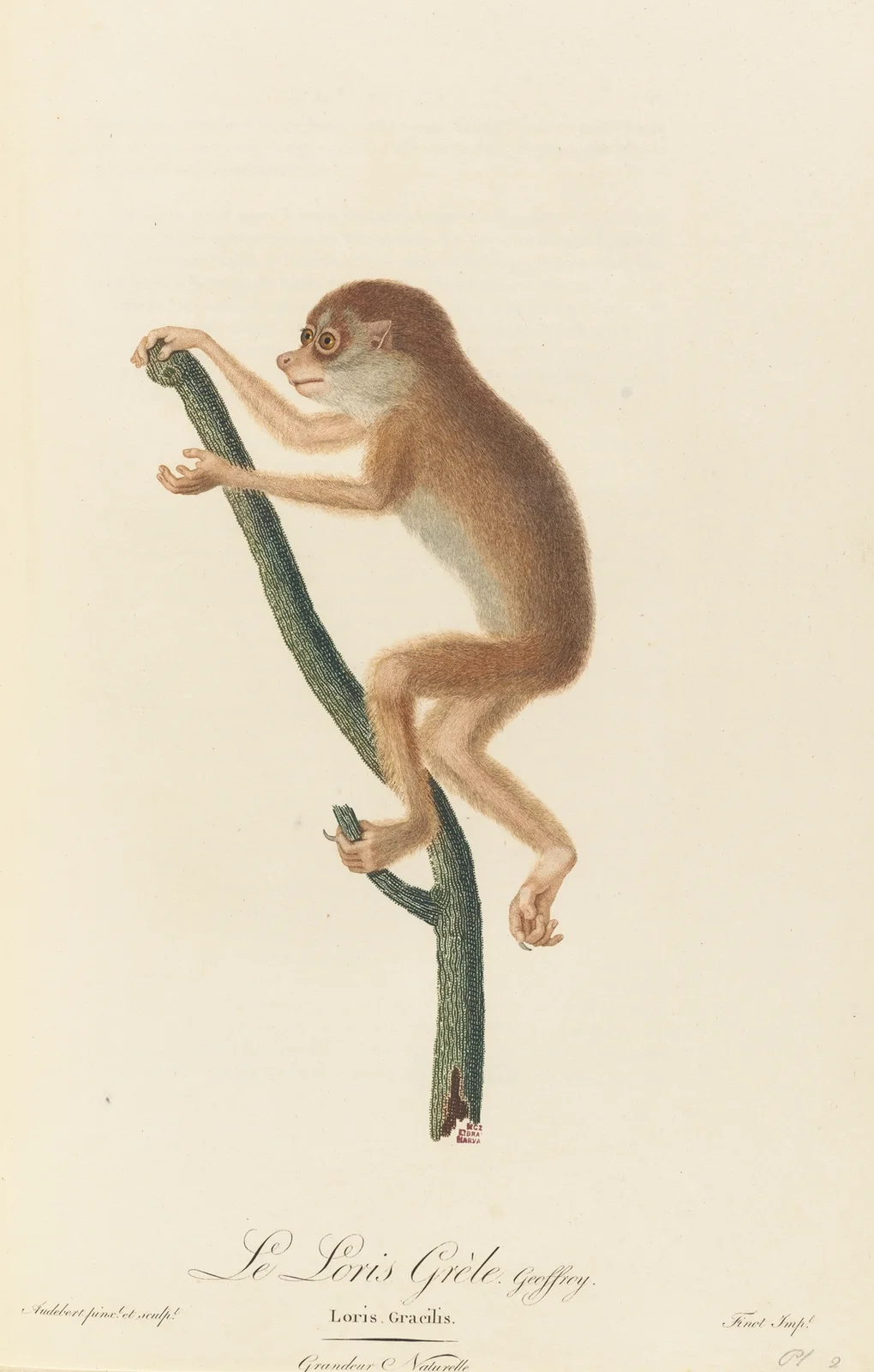 Le Loris gréle av Jean-Baptiste Audebert