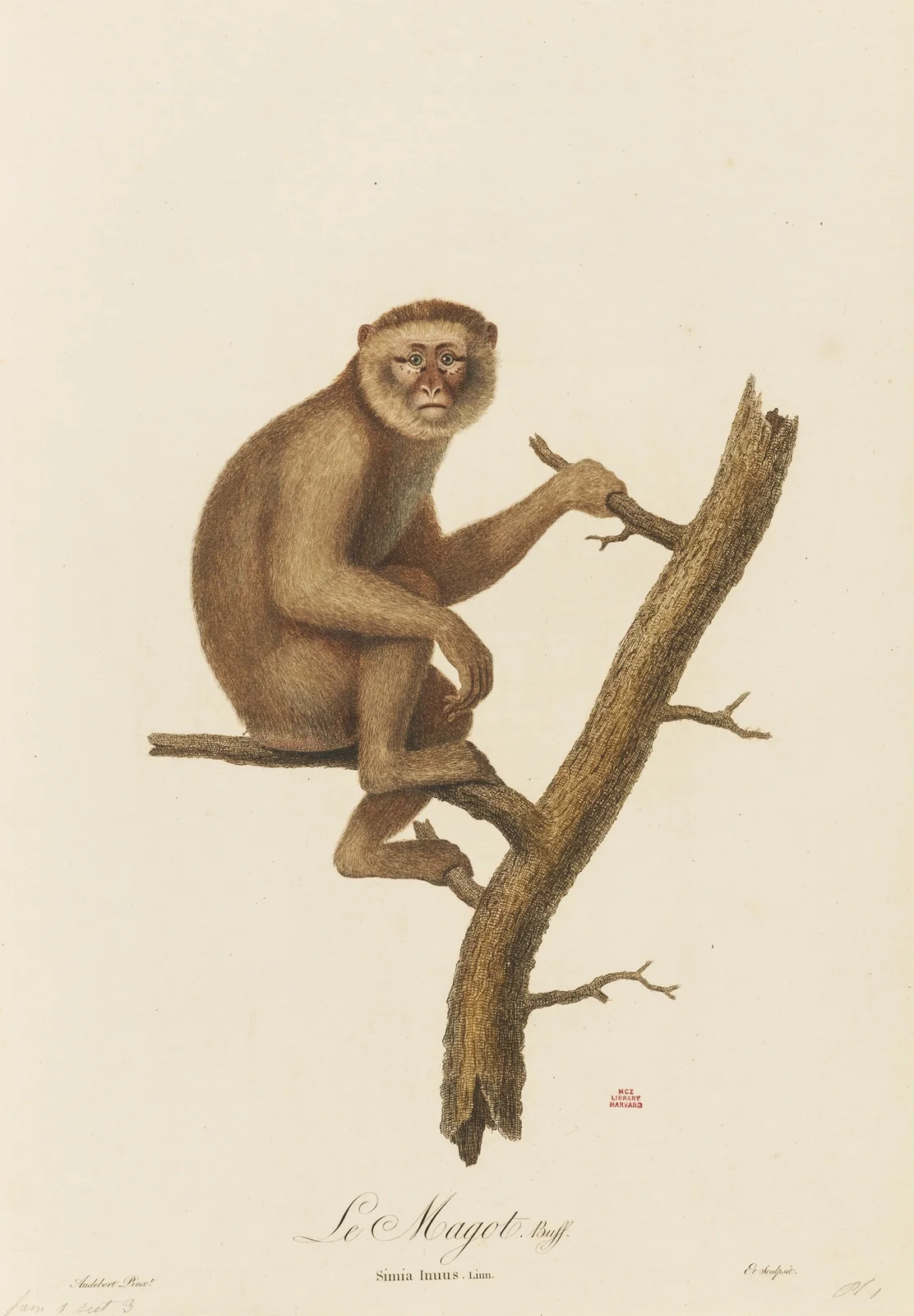 Le Magot av Jean-Baptiste Audebert