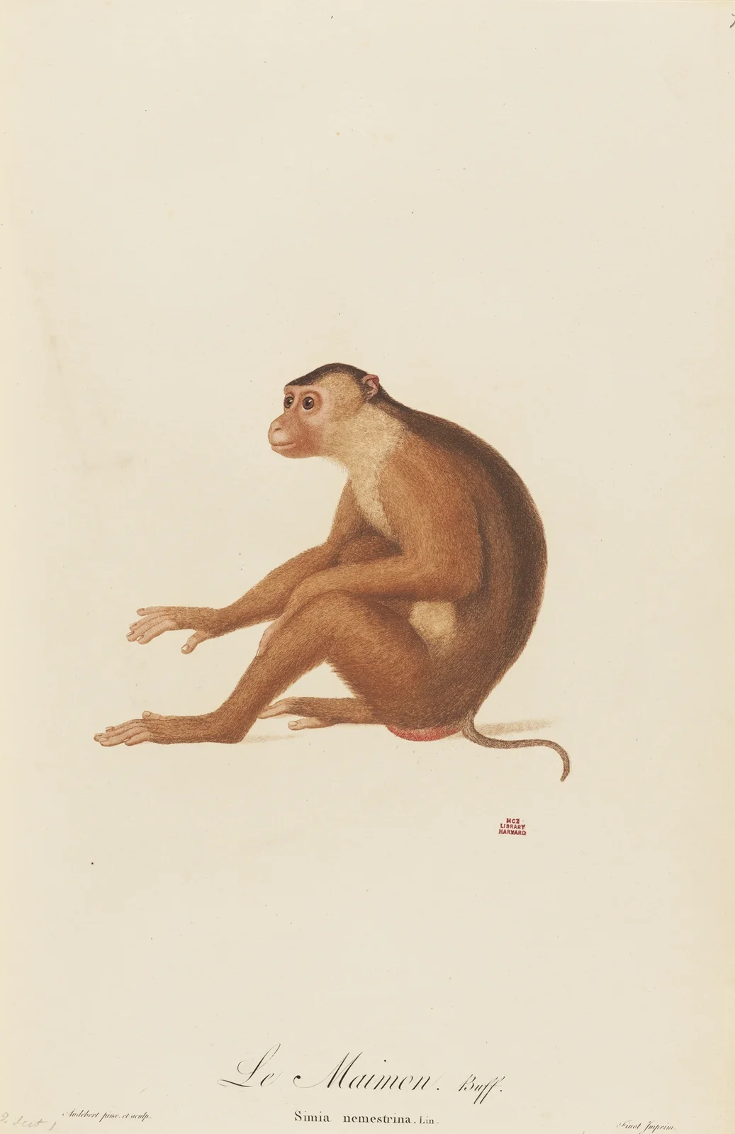 Le Maimon av Jean-Baptiste Audebert