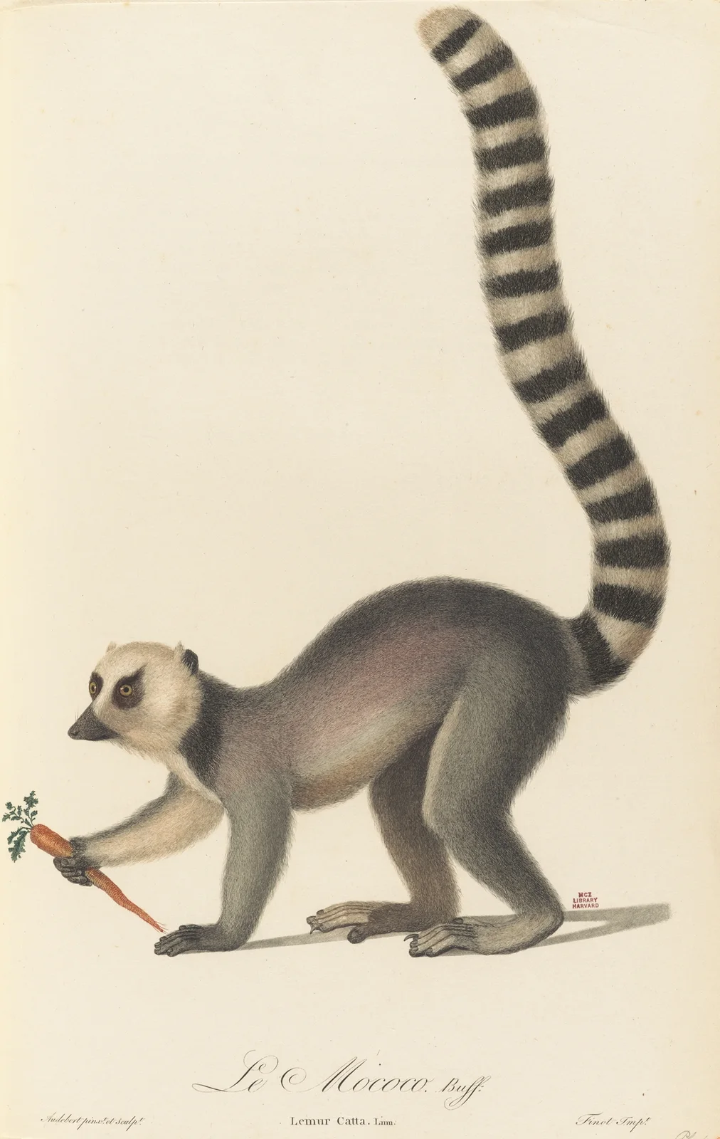 Le Mococo av Jean-Baptiste Audebert