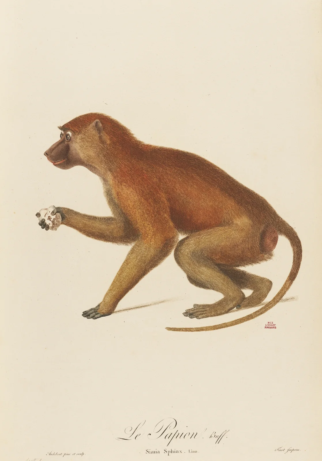 Le Papion av Jean-Baptiste Audebert