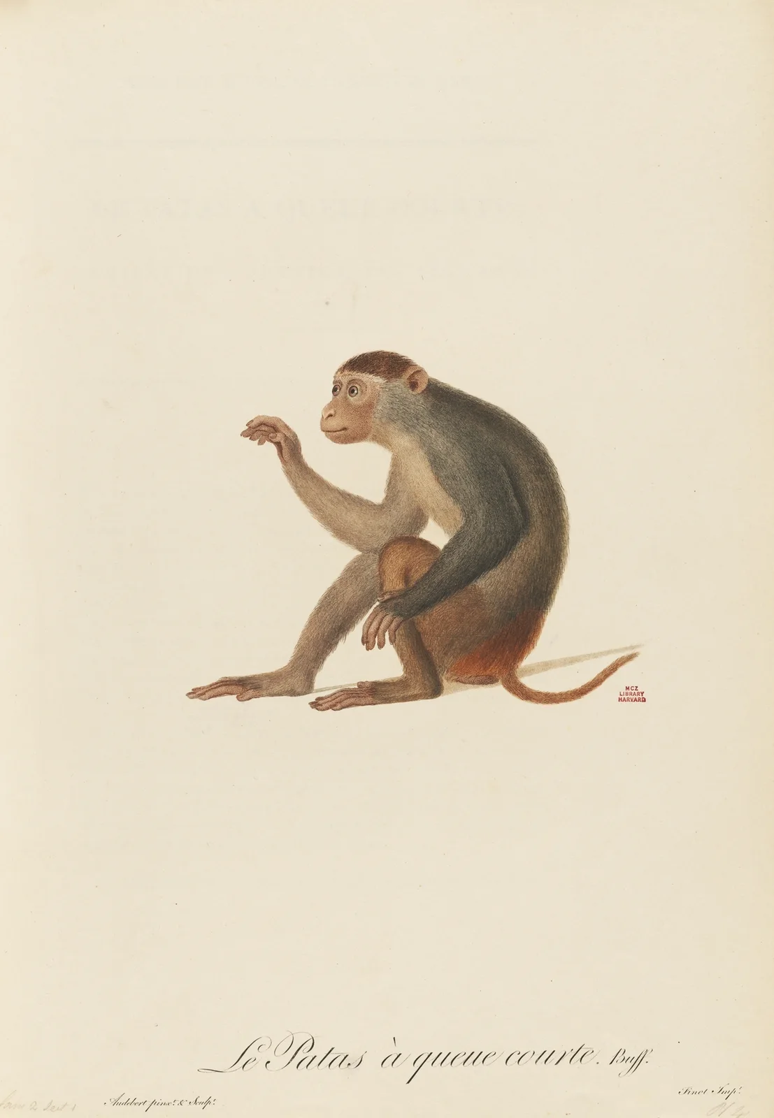 Le Patas à queue courte av Jean-Baptiste Audebert