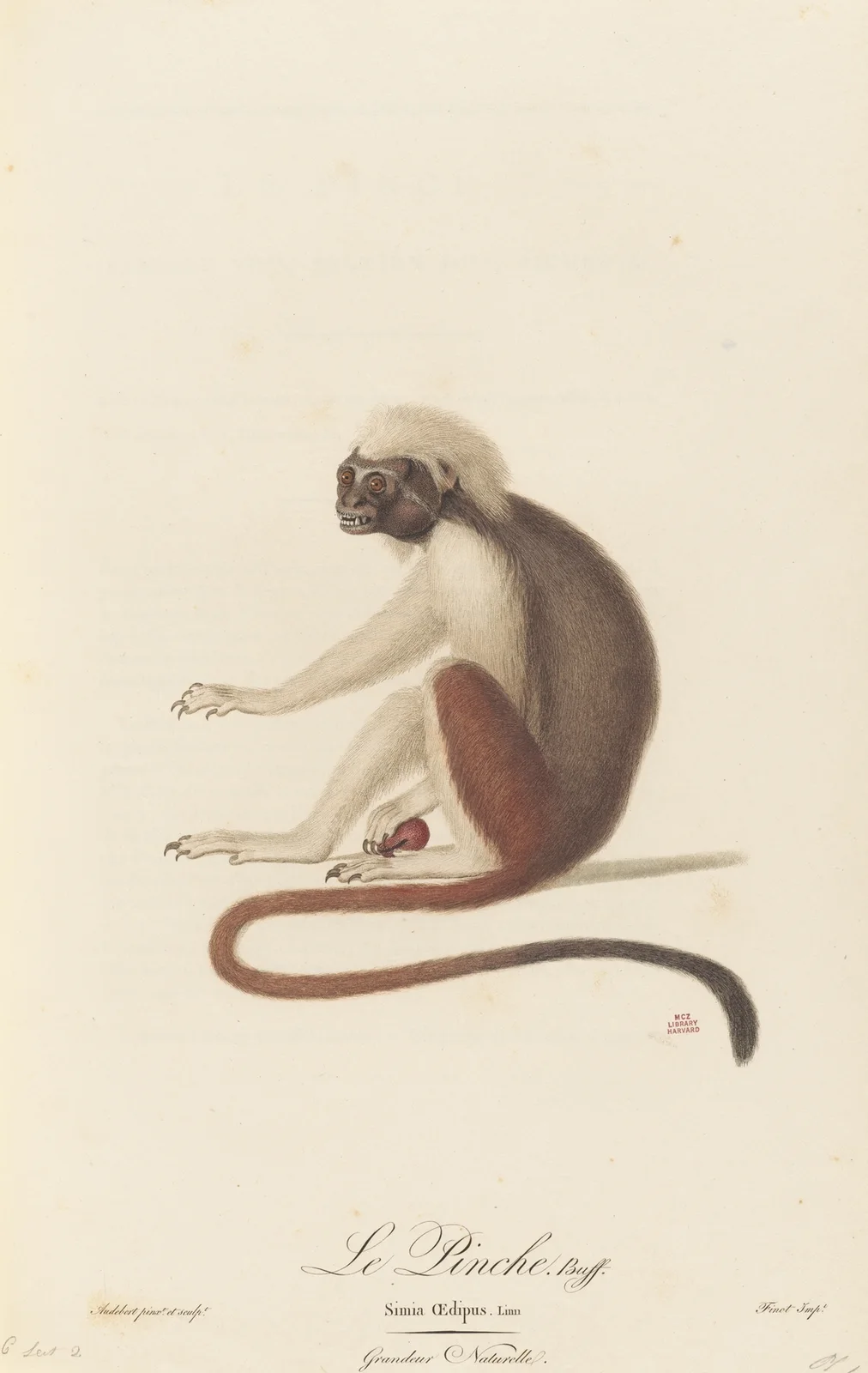 Le Pinche av Jean-Baptiste Audebert