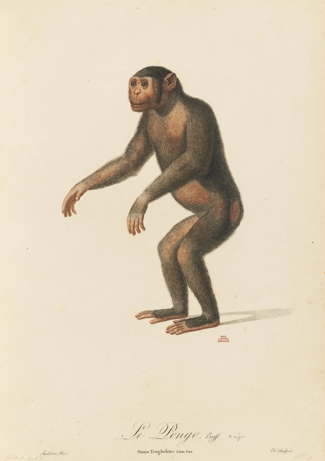 Le Pongo av Jean-Baptiste Audebert