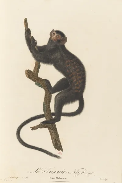 Le Tamarin Negre av Jean-Baptiste Audebert
