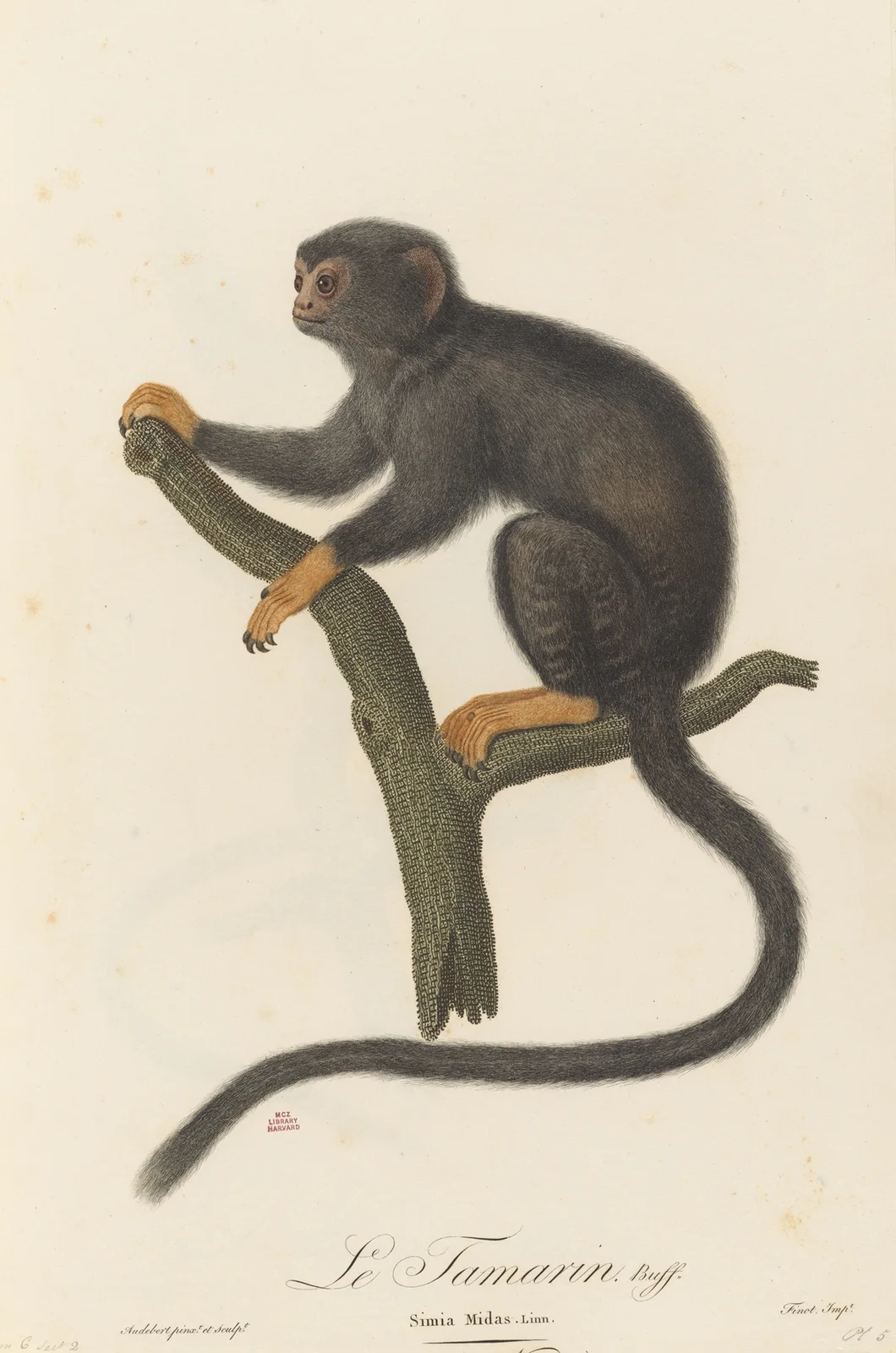Le Tamarin av Jean-Baptiste Audebert