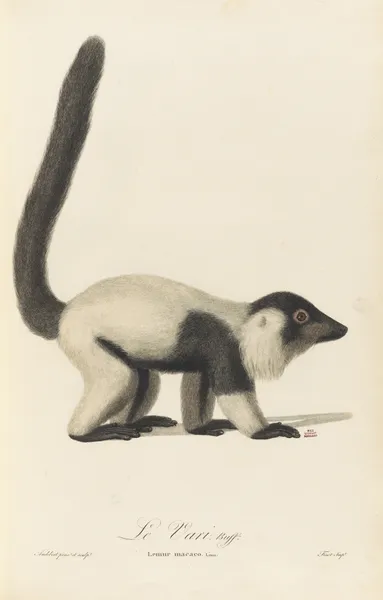 Le Vari av Jean-Baptiste Audebert