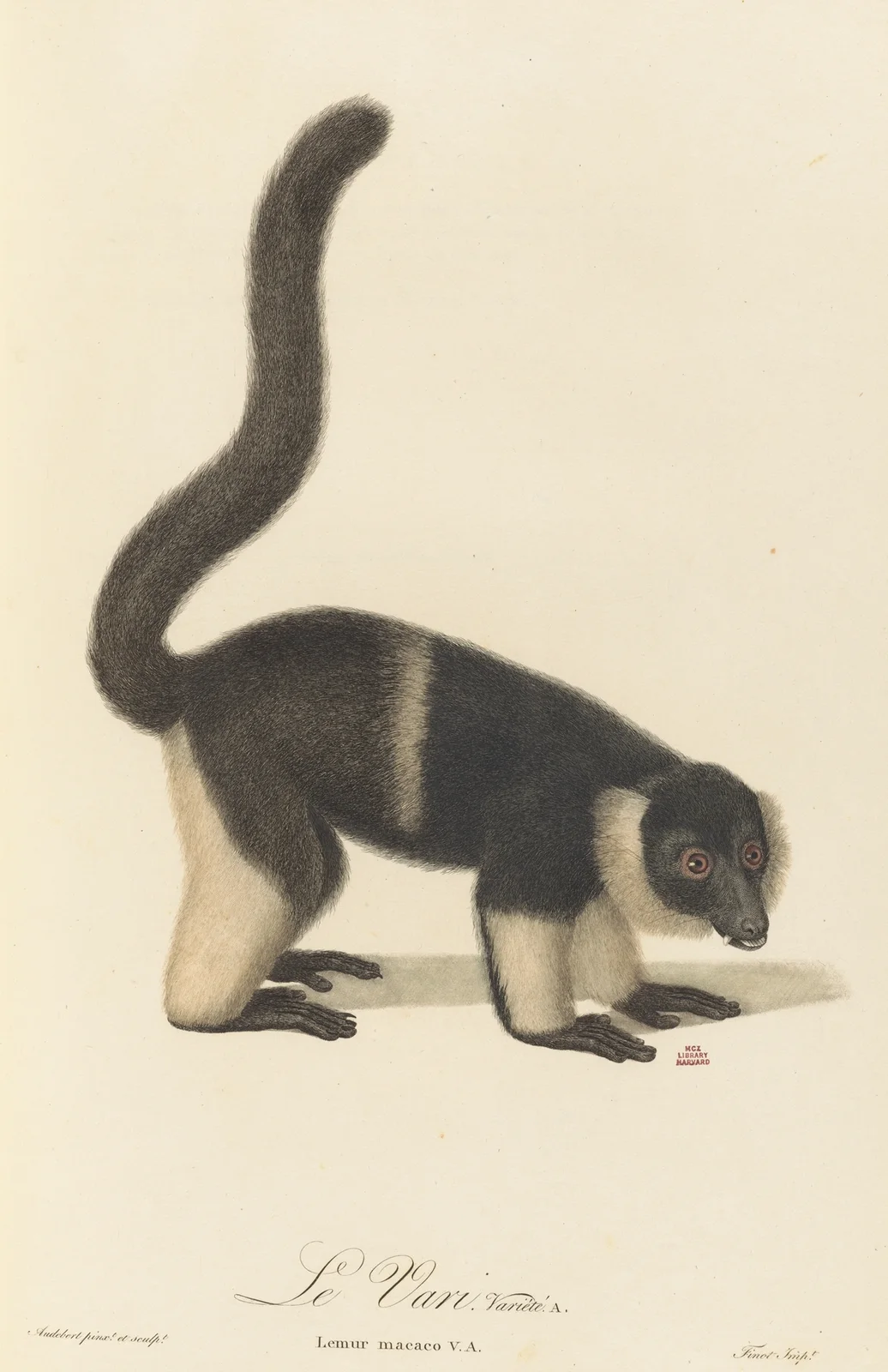 Le Vari variété a av Jean-Baptiste Audebert