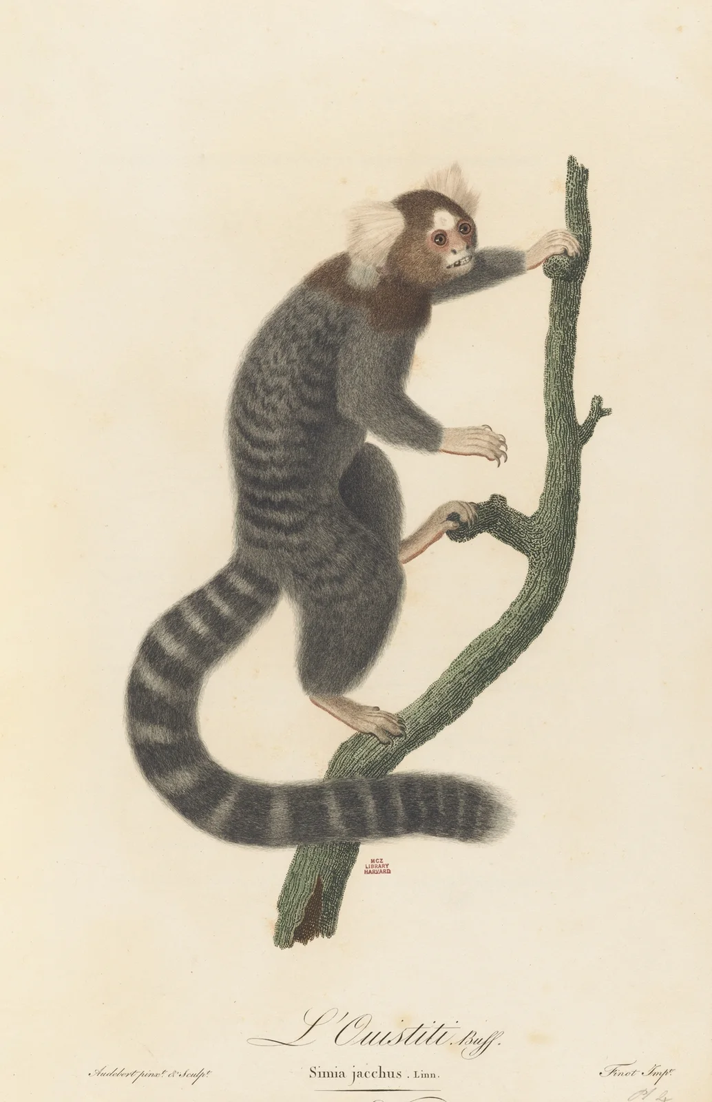 L’Ouistiti av Jean-Baptiste Audebert