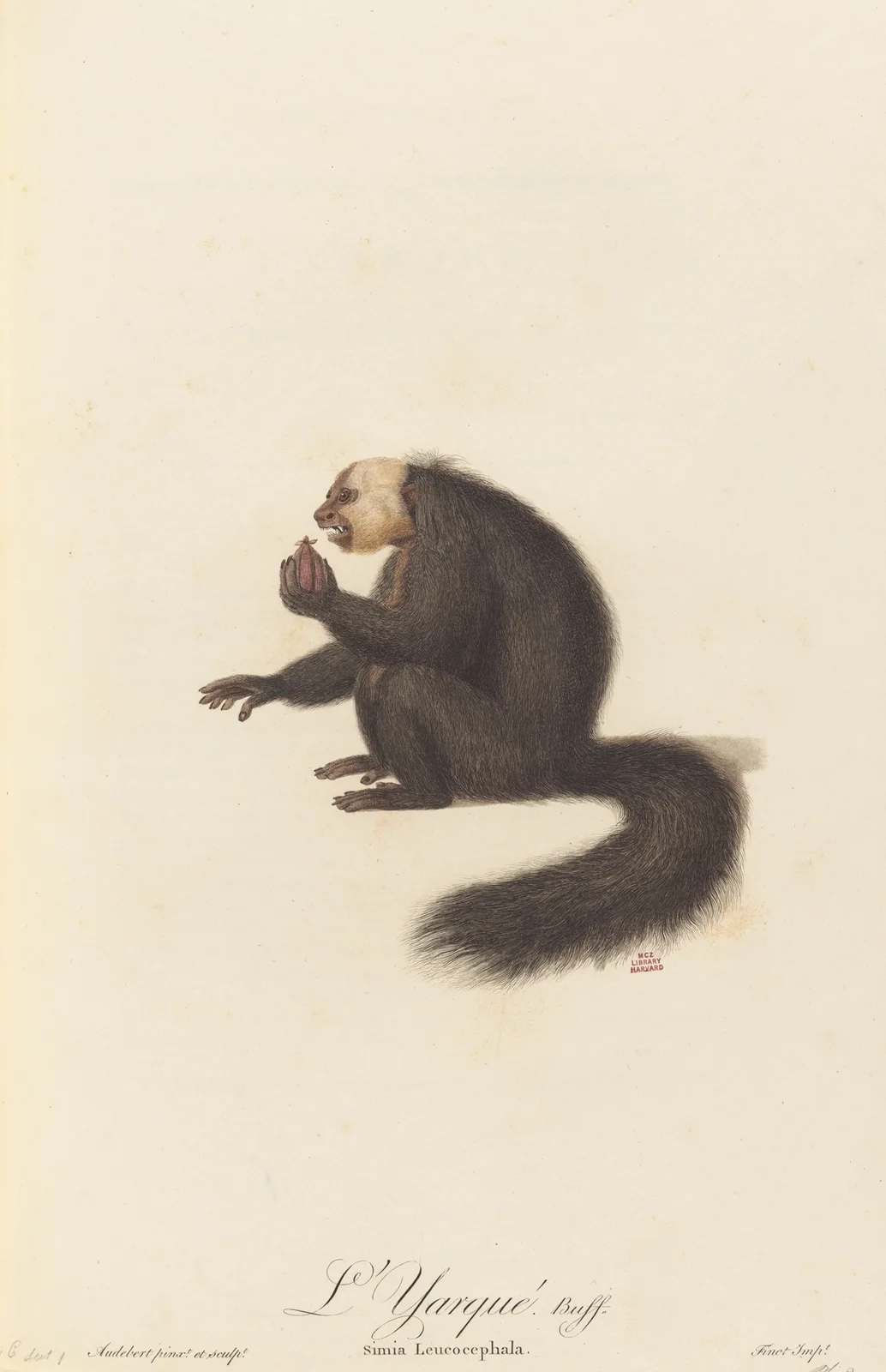 L’Yarqué av Jean-Baptiste Audebert