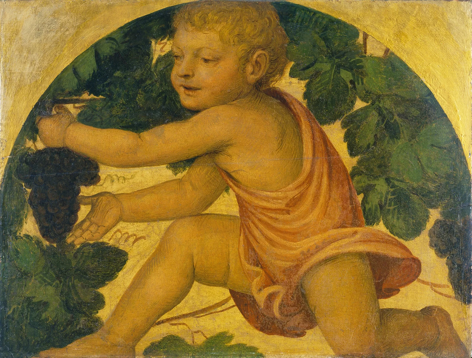 Putto picking Grapes av Bernardino Luini