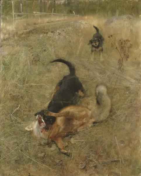 Svensk foxhound och räv av Bruno Liljefors
