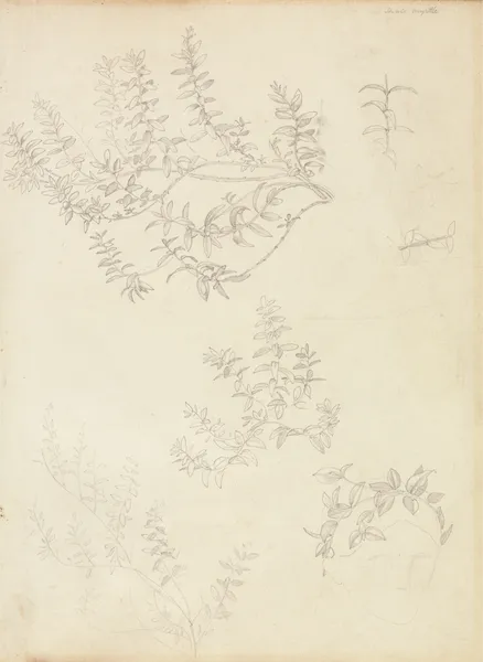 Sketches of Myrtle and a Head Crowned with Myrtle av Sir Edward Coley Burne-Jones