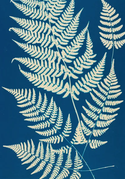 Ferns of Huntington, Long Island Pl.04 av Ella J. C. Hurd