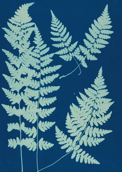 Ferns of Huntington, Long Island Pl.05 av Ella J. C. Hurd